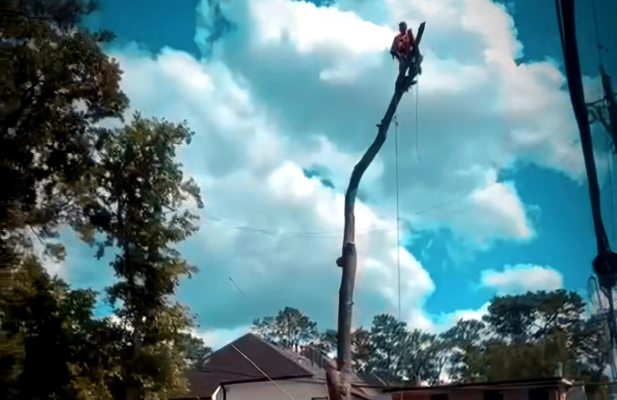 Climber roped into the top of a stripped pine on a Houston removal