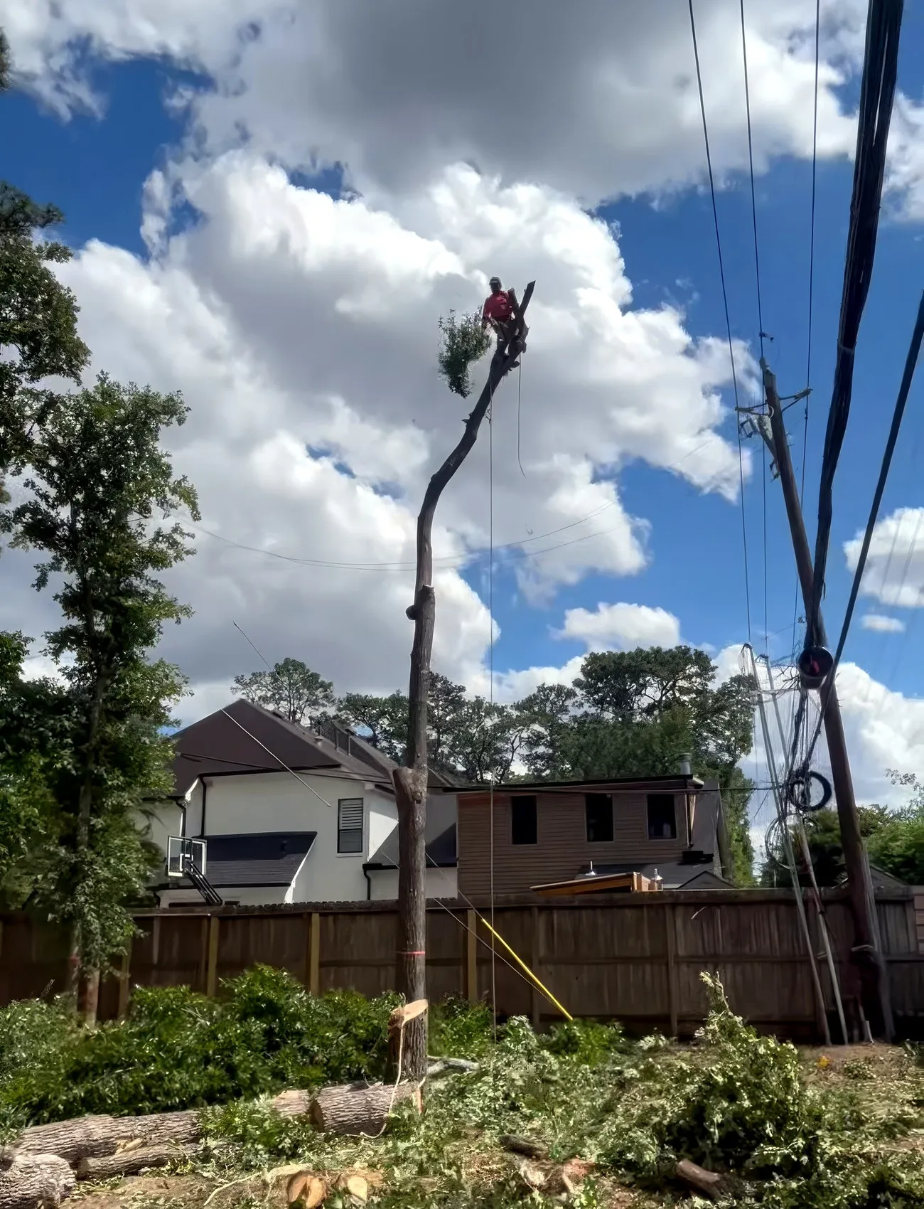 Tree Removal in Houston, TX