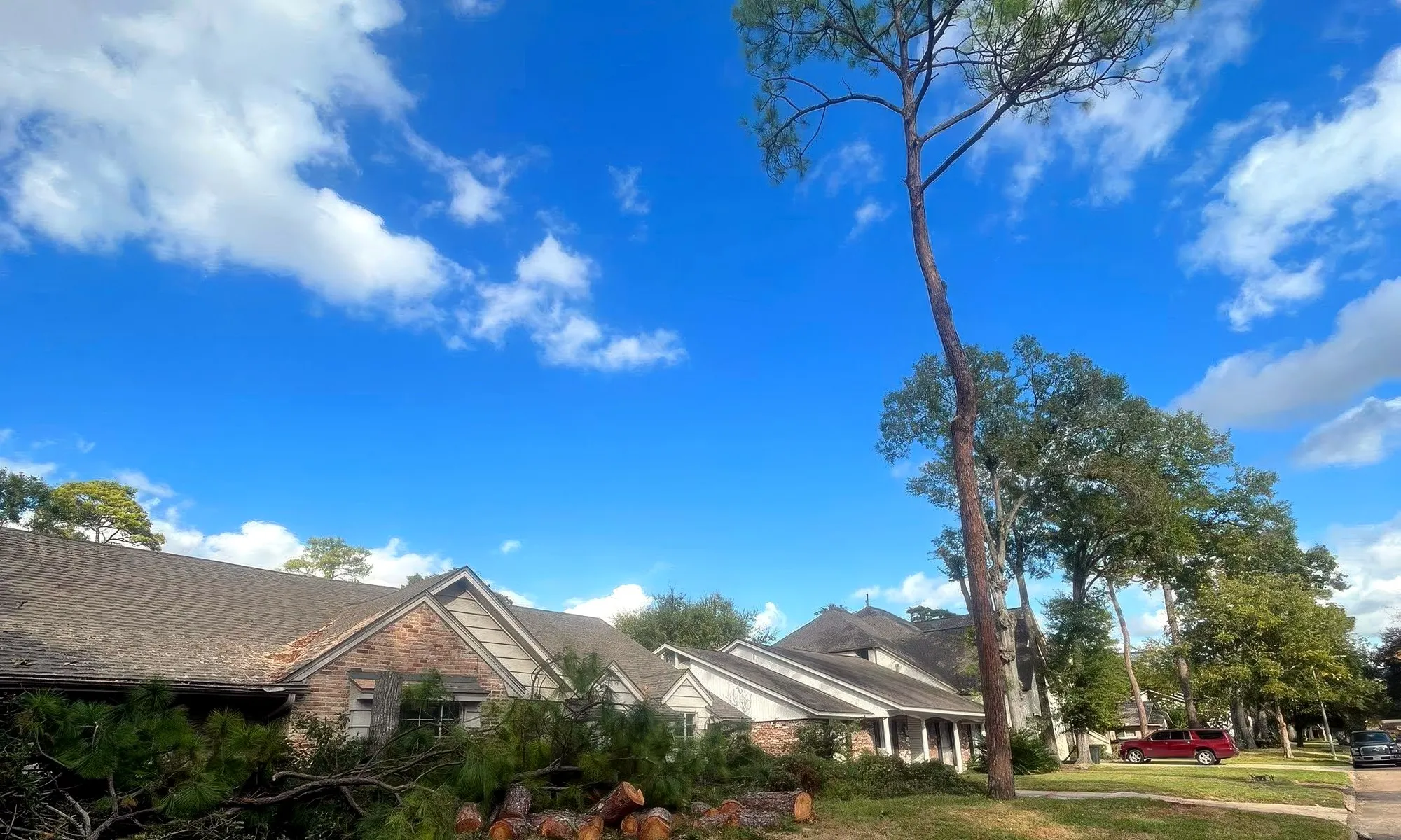 A tall pine standing right over a Houston house, cut rounds on the lawn